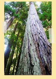 Image of looking upwards to the top of trees
